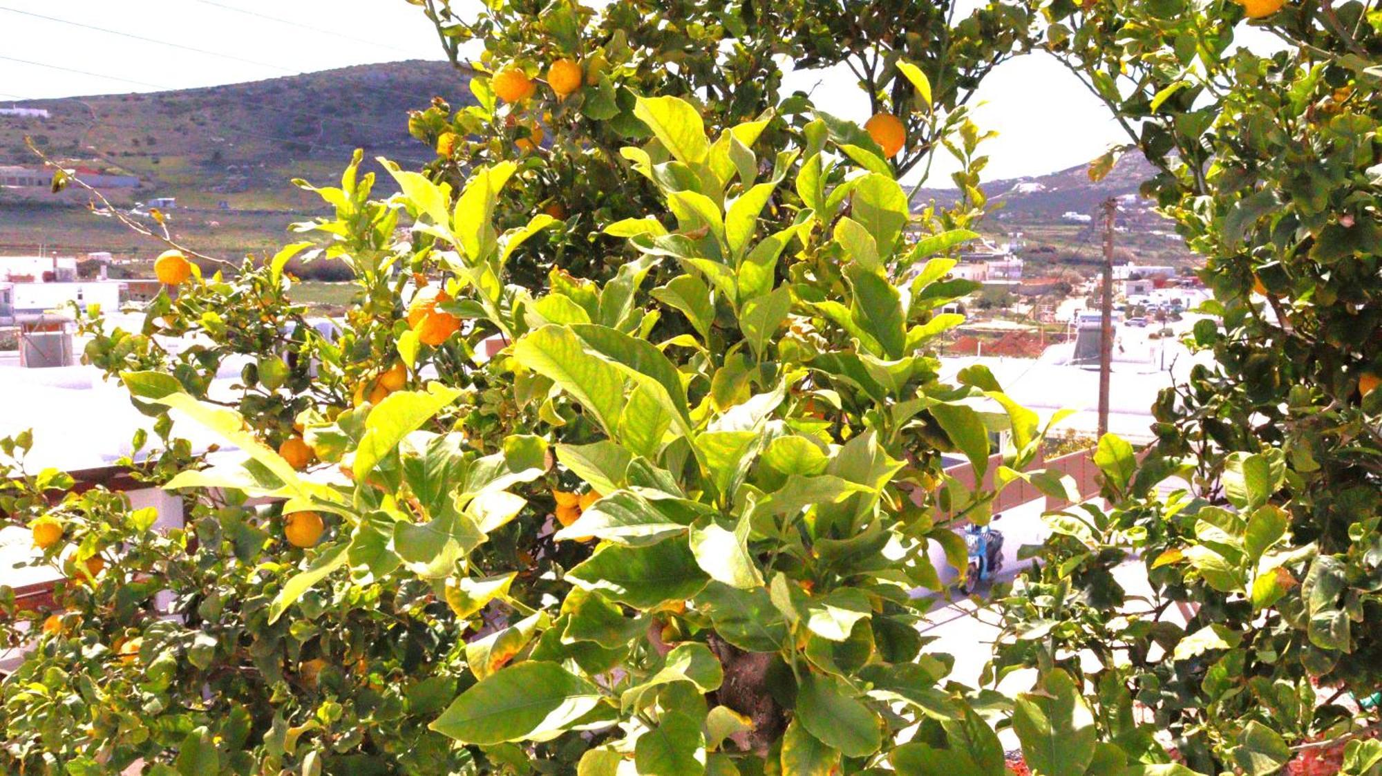Lemon Tree Maisonette - Naoussa Paros Εξωτερικό φωτογραφία